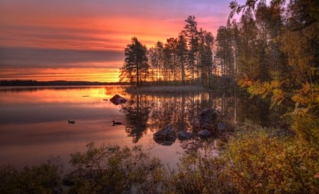 Autumn Sunrise - lake, tree, autumn, sunrise