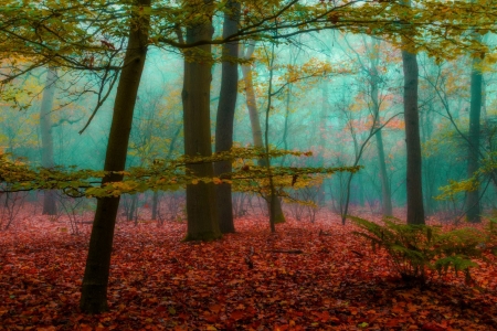 The Magic of Autumn - autumn, forest, foliage, magic