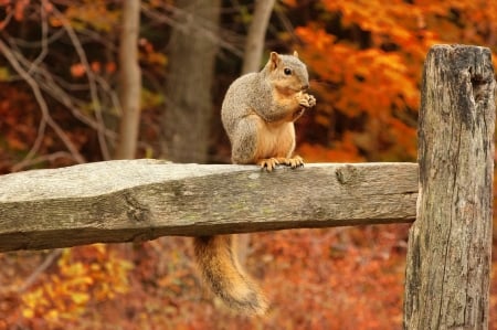 little squirrel - autumn, squirrel, animal, tree, little