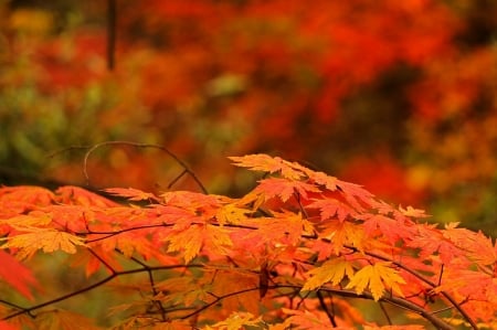 red leavels - autumn, fall, leavels, pretty, red, cute