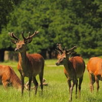 deer gather in the meadow