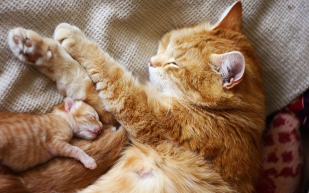 Mom&Baby. - sleeps, orange, baby, cat