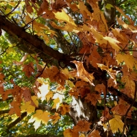 Fall Leaves