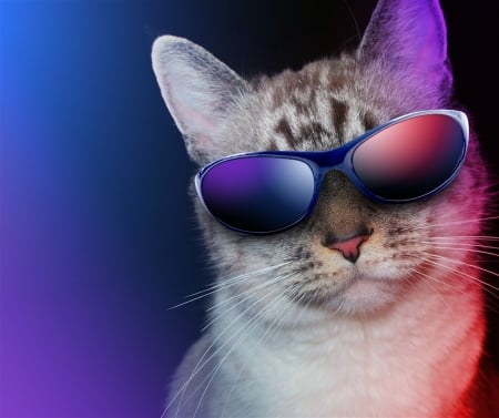 Cute Cat - cat, sunglasses, funny, fantasy, creative, shade, purple, blue, pink, animal, cute