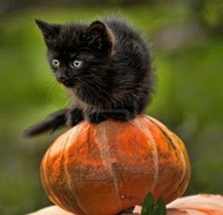 cute black kitten on a pumpkin - pumpkin, animals, cats, cute, kitten