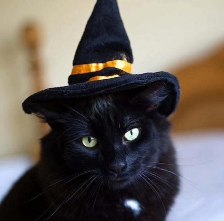 cute black witch - halloween, witch, cats, animals, black, cute