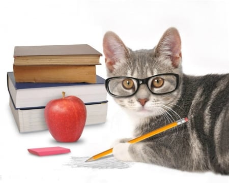 Cute Cat - cute, books, animal, cat