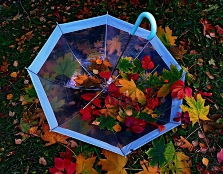 Autumn Leaves - leaves, nature, autumn, umbrella