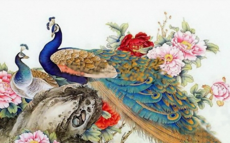 Peafowl - drawing, animal, art, peafowl