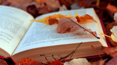 Book foliage - autumn, photography, wallpaper, leaf, still life, book, hd, softness, abstract, fall, leaves, colors