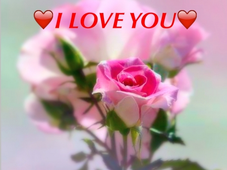 â¤ï¸ I love you â¤ï¸ - beauty, roses, pretty, soft, pink, words