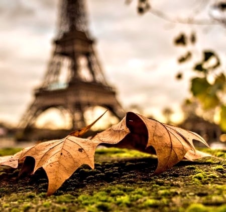 Autumn in Paris - leaves, eifeltower, paris, autumn