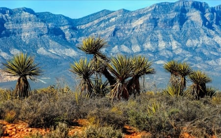 red rock canyon national conservation in nevada - mountains, desert, cacti, canyon