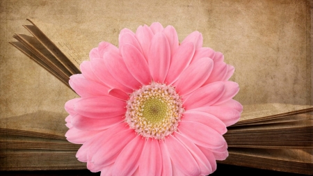 *pink flower* - color, book, flower, tan