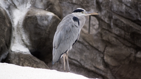 Gray heron - Ardeidae, Ciconiiformes, Animal, Birds, Gray heron, Animals, 3840x2160, Ardea cinerea, aosagi, 4K