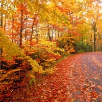 Fall Road, Smoky Mountains, North Carolina