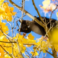 Autumn Cat