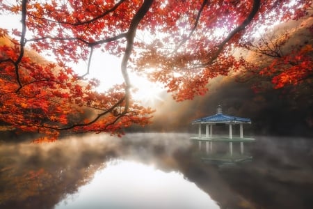 Korea - trees, fog, sunrise, morning, light, Awakening, fall, autumn, korea, mist, Pavilion