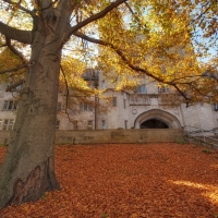 mighty tree in autumn at indiana university