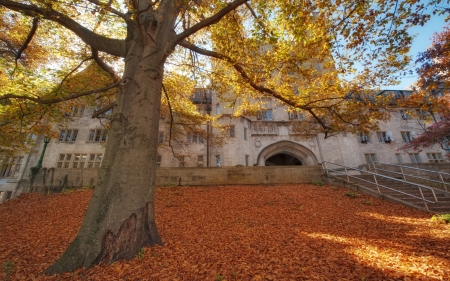 mighty tree in autumn at indiana university - college, autumn, tree, building, leaves