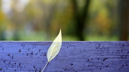 Autumn bench