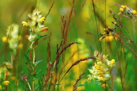 Beautiful Flowers - flower, wild, nature, green