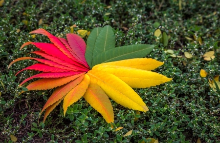 Autumn Flower - color, leave, beautiful, autumn