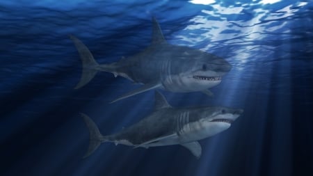 White Sharks - shark, white, animal, fish