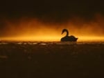 Swan at Lake Sunset