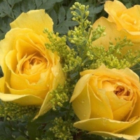 Yellow Bouquet