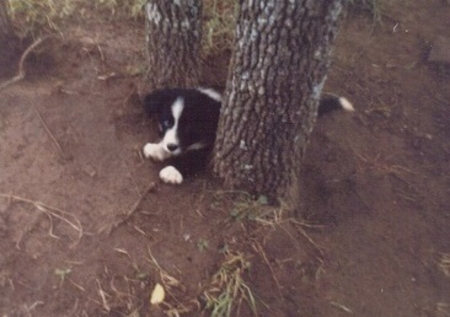 border collie puppy - puppy, animal, dogs, border collie dog, cute