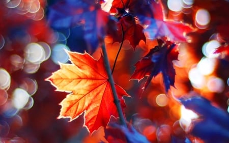 Maple leaves - branches, autumn, fall, maple, beautiful, leaves, tree, foliage