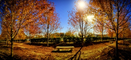 Autumn panorama - sunlight, trees, beautiful, sunshine, walk, rest, leaves, fall, glow, rays, autumn, panorama, bench, foliage