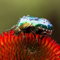 Green Rose Chafer