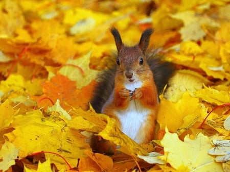 small squirrel - fall, leavels, autumn, squirrel, small