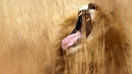 a lions yawn - lion, grass, feline, cat