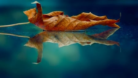 Leaf - leaf, autumn, reflection, photography