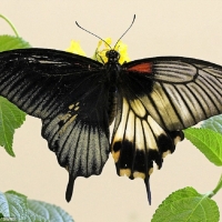 HALF MALE- HALF FEMALE-GREAT MORMON BUTTERFLY