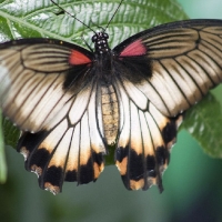 FEMALE GREAT MORMON BUTTERFLY