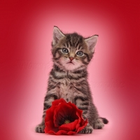 cute kitten with poppy flower