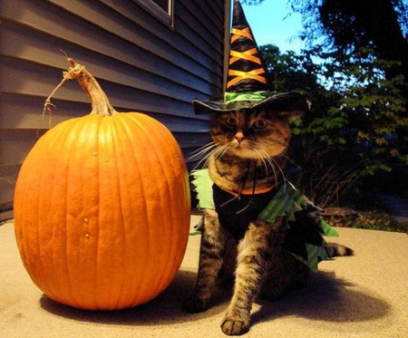 cute cat on Halloween