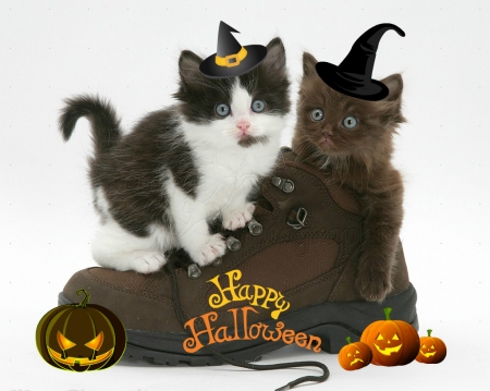 Happy Halloween ! - halloween, kittens, animals, cats, cute