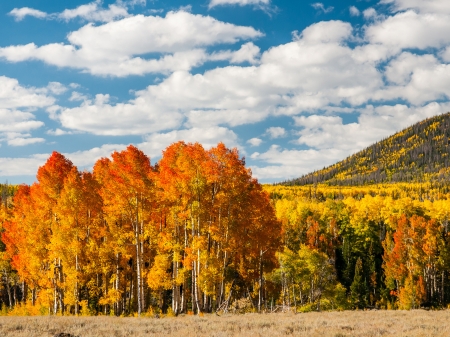 Yellow Forest - hill, clouds, trees, nature, autumn, forest