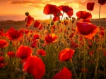 Sunset Over the Poppies Field