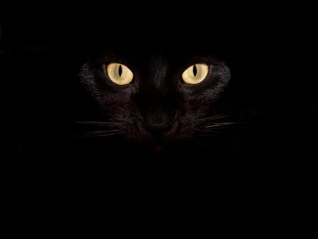 black cat - black, face, feline, cat