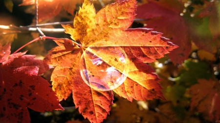 âœ¿ - bubble, forest, autumn leaf, autumn