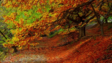 Forest autumn foliage - wood, road, landscape, scene, HD, forest, fall, path, nature, autumn, foliage, way, park, wallpaper