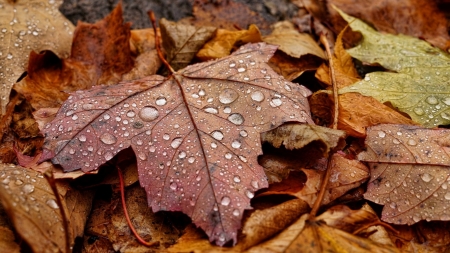 * - leaves, nature, autumn, photography