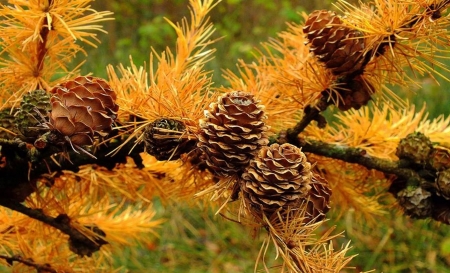 Pine Tree Beauty - nature, fall, beautiful, pine tree, forrest, pinecones