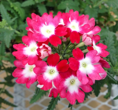 Red White Bicolor - flowers, white, red, nature